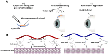 Graphical abstract: Development and optimization of an ocular hydrogel adhesive patch using definitive screening design (DSD)