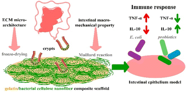 Graphical abstract: Intestinal models based on biomimetic scaffolds with an ECM micro-architecture and intestinal macro-elasticity: close to intestinal tissue and immune response analysis