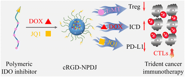 Graphical abstract: A polymeric IDO inhibitor based on poly(ethylene glycol)-b-poly(l-tyrosine-co-1-methyl-d-tryptophan) enables facile trident cancer immunotherapy