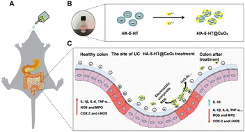 Graphical abstract: Hyaluronic acid/serotonin-decorated cerium dioxide nanomedicine for targeted treatment of ulcerative colitis