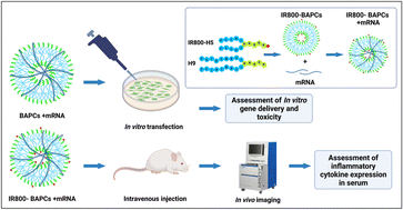 Graphical abstract: Evaluation of transfection efficacy, biodistribution, and toxicity of branched amphiphilic peptide capsules (BAPCs) associated with mRNA