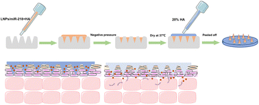 Graphical abstract: A lipid–polymer hybrid nanoparticle (LPN)-loaded dissolving microneedle patch for promoting hair regrowth by transdermal miR-218 delivery