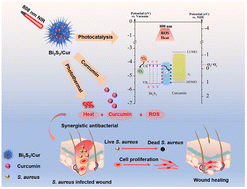 Graphical abstract: Sea urchin-like Bi2S3/curcumin heterojunction rapidly kills bacteria and promotes wound healing under near-infrared light