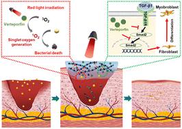 Graphical abstract: Biodegradable hydrogels with photodynamic antibacterial activity promote wound healing and mitigate scar formation
