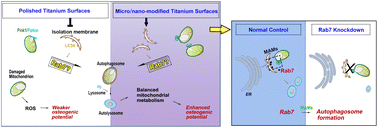 Graphical abstract: Micro/nano-modified titanium surfaces accelerate osseointegration via Rab7-dependent mitophagy