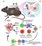 Graphical abstract: A sugar modified amphiphilic cationic nano-adjuvant ceased tumor immune suppression and rejuvenated peptide vaccine induced antitumor immunity in cervical cancer