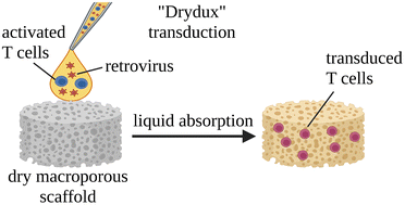 Graphical abstract: Absorption rate governs cell transduction in dry macroporous scaffolds