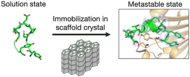 Graphical abstract: Engineering of an in-cell protein crystal for fastening a metastable conformation of a target miniprotein