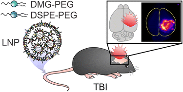 Graphical abstract: Analysis of PEG-lipid anchor length on lipid nanoparticle pharmacokinetics and activity in a mouse model of traumatic brain injury