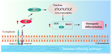 Graphical abstract: Dynamic-stiffening collagen-coated substrate enhances osteogenic differentiation of mesenchymal stem cells through integrin α2β1