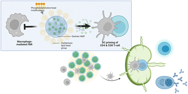Graphical abstract: Vaccine delivery by zwitterionic polysaccharide-based hydrogel microparticles showing enhanced immunogenicity and suppressed foreign body responses