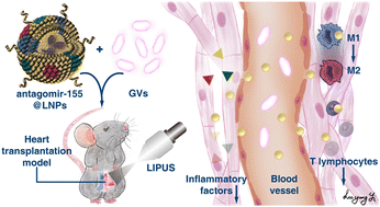 Graphical abstract: Targeted microRNA delivery by lipid nanoparticles and gas vesicle-assisted ultrasound cavitation to treat heart transplant rejection