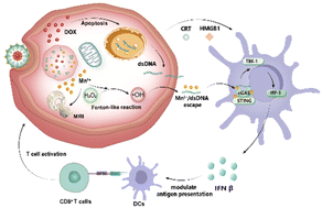 Graphical abstract: A manganese-phenolic network platform amplifying STING activation to potentiate MRI guided cancer chemo-/chemodynamic/immune therapy