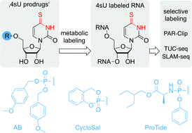 Graphical abstract: Synthesis of 4-thiouridines with prodrug functionalization for RNA metabolic labeling