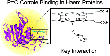 Graphical abstract: Corrole–protein interactions in H-NOX and HasA