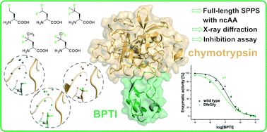 Graphical abstract: Fluorine-induced polarity increases inhibitory activity of BPTI towards chymotrypsin