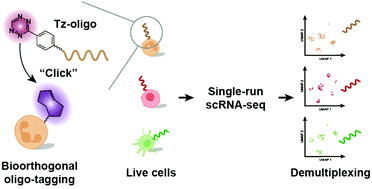 Graphical abstract: Improved ClickTags enable live-cell barcoding for highly multiplexed single cell sequencing