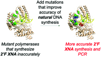 Graphical abstract: Mutant polymerases capable of 2′ fluoro-modified nucleic acid synthesis and amplification with improved accuracy