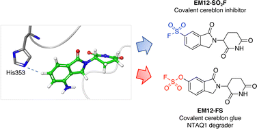 Graphical abstract: Cereblon covalent modulation through structure-based design of histidine targeting chemical probes