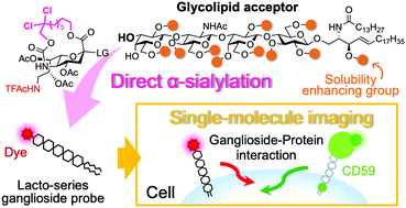 Graphical abstract: Development of lacto-series ganglioside fluorescent probe using late-stage sialylation and behavior analysis with single-molecule imaging