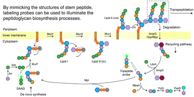 Graphical abstract: Imitate to illuminate: labeling of bacterial peptidoglycan with fluorescent and bio-orthogonal stem peptide-mimicking probes