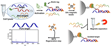 Graphical abstract: Synthesis and structure–activity relationship of peptide nucleic acid probes with improved interstrand-crosslinking abilities: application to biotin-mediated RNA-pulldown