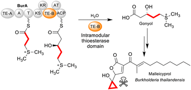 Graphical abstract: An intramodular thioesterase domain catalyses chain release in the biosynthesis of a cytotoxic virulence factor
