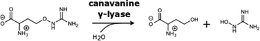 Graphical abstract: Canavanine utilization via homoserine and hydroxyguanidine by a PLP-dependent γ-lyase in Pseudomonadaceae and Rhizobiales