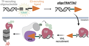 Graphical abstract: OligoTRAFTACs: A generalizable method for transcription factor degradation