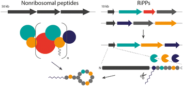 Graphical abstract: Emulating nonribosomal peptides with ribosomal biosynthetic strategies