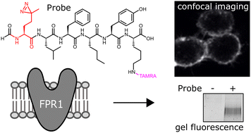 Graphical abstract: A fluorescent photoaffinity probe for formyl peptide receptor 1 labelling in living cells