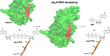 Graphical abstract: Arabidopsis thaliana NudiXes have RNA-decapping activity