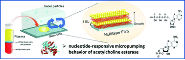 Graphical abstract: Inhibitory effect of nucleotides on acetylcholine esterase activity and its microflow-based actuation in blood plasma