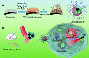 Graphical abstract: Polyserotonin as a versatile coating with pH-responsive degradation for anti-tumor therapy