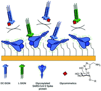 Graphical abstract: Glycomimetic ligands block the interaction of SARS-CoV-2 spike protein with C-type lectin co-receptors