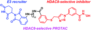 Graphical abstract: Selective degradation of histone deacetylase 8 mediated by a proteolysis targeting chimera (PROTAC)