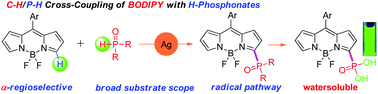 Graphical abstract: Silver-mediated, direct phosphorylation of BODIPY dyes at the 3- or 3,5-positions with H-phosphonates