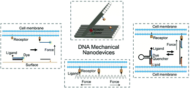Graphical abstract: Recent developments in DNA-based mechanical nanodevices