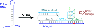 Graphical abstract: DNA nanomachine for visual detection of structured RNA and double stranded DNA