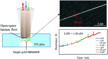 Graphical abstract: Regioselective fabrication of gold nanowires using open-space laminar flow for attomolar protein detection