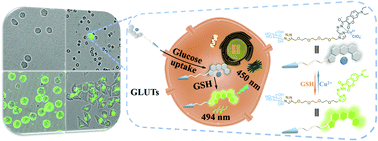 Graphical abstract: A GLUTs/GSH cascade targeting-responsive bioprobe for the detection of circulating tumor cells