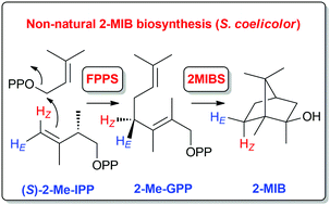 Graphical abstract: A non-natural biosynthesis pathway toward 2-methylisoborneol