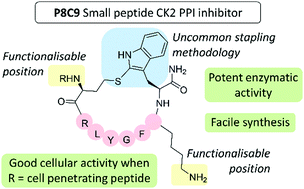 Graphical abstract: Development of small cyclic peptides targeting the CK2α/β interface