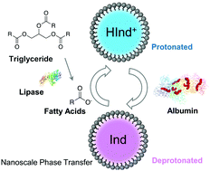 Graphical abstract: Phase transfer of fatty acids into ultrasmall nanospheres for colorimetric detection of lipase and albumin