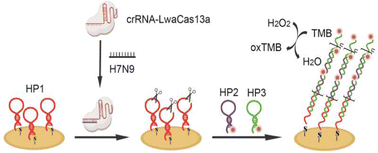 Graphical abstract: CRISPR-empowered hybridization chain reaction amplification for an attomolar electrochemical sensor