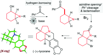 Graphical abstract: Extension of hydrogen borrowing alkylation reactions for the total synthesis of (−)-γ-lycorane