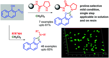 Graphical abstract: Proline selective labeling via on-site construction of naphthoxazole (NapOx)