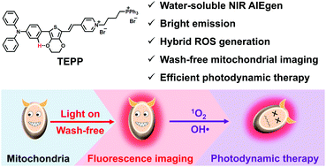 Graphical abstract: Water-soluble bright NIR AIEgens with hybrid ROS for wash-free mitochondrial “off–on” imaging and photodynamic therapy
