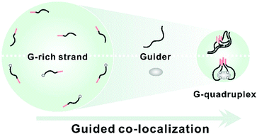 Graphical abstract: Biomolecule-guided co-localization of intermolecular G-rich strands for the construction of a tetramolecular G-quadruplex sensing strategy