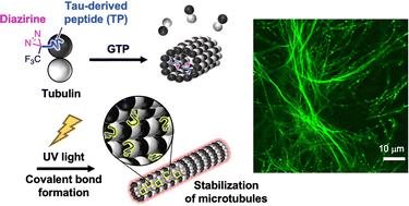 Graphical abstract: Light-induced stabilization of microtubules by photo-crosslinking of a Tau-derived peptide